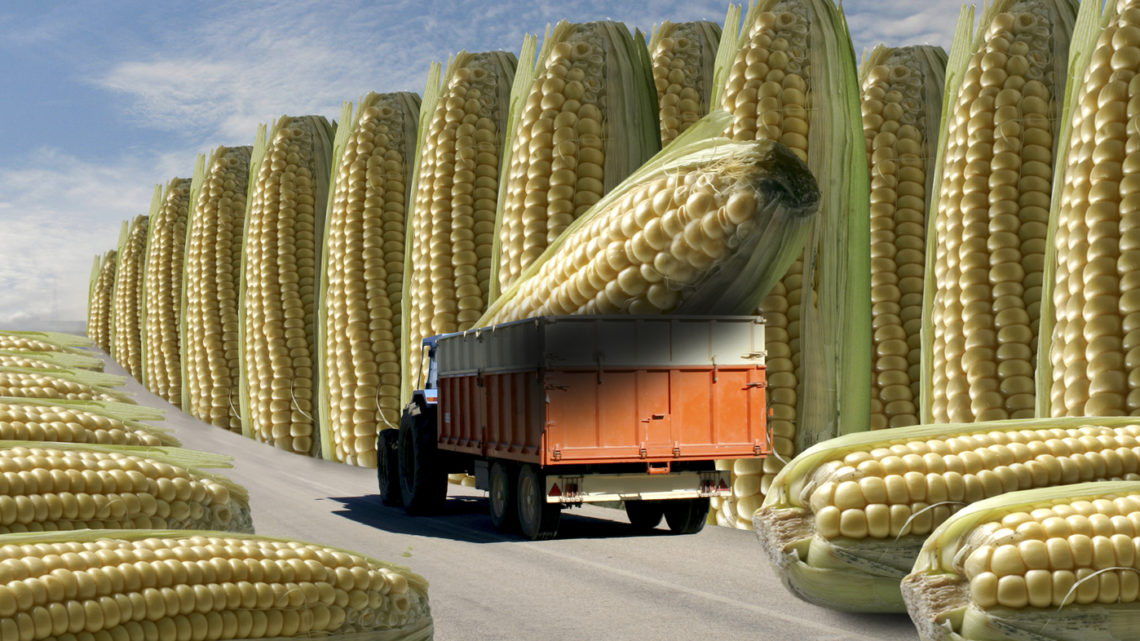 ГМО: преимущества и риски