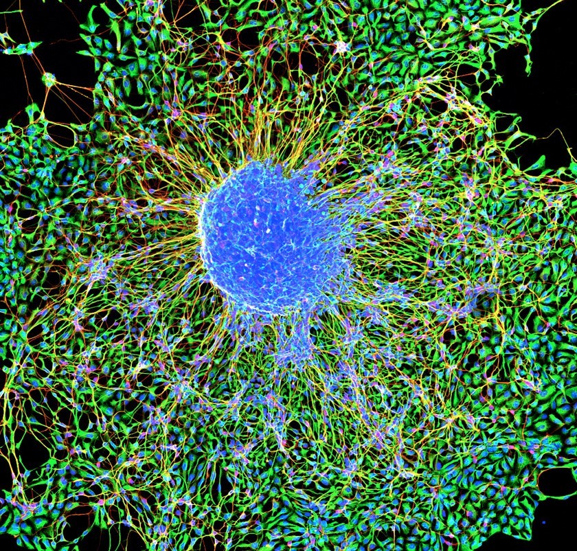 регенеративная-медицина-стволовые-клетки