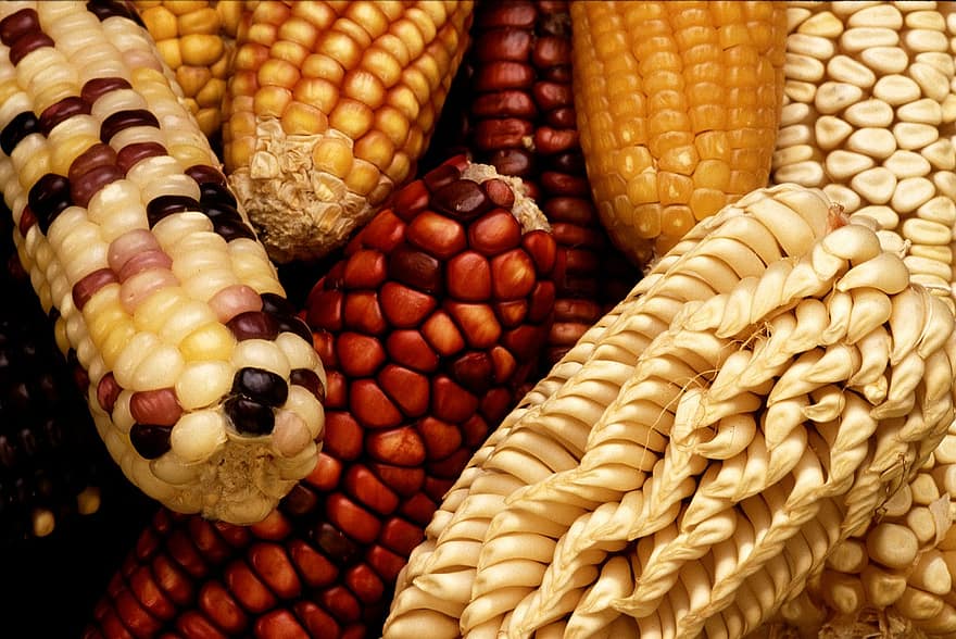 кукуруза-гмо-измененная-стойкость-к-вредителям-высокий-урожай