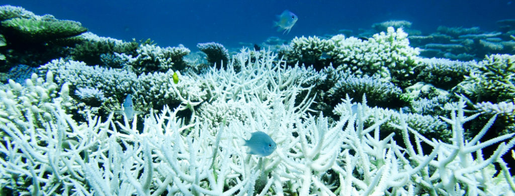 эль-ниньо-убивает-кораллы