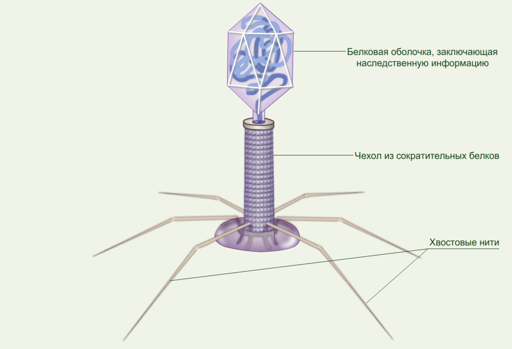 вирус-бактериофаг