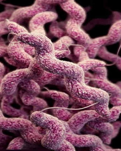 Супербактерии Campylobacter