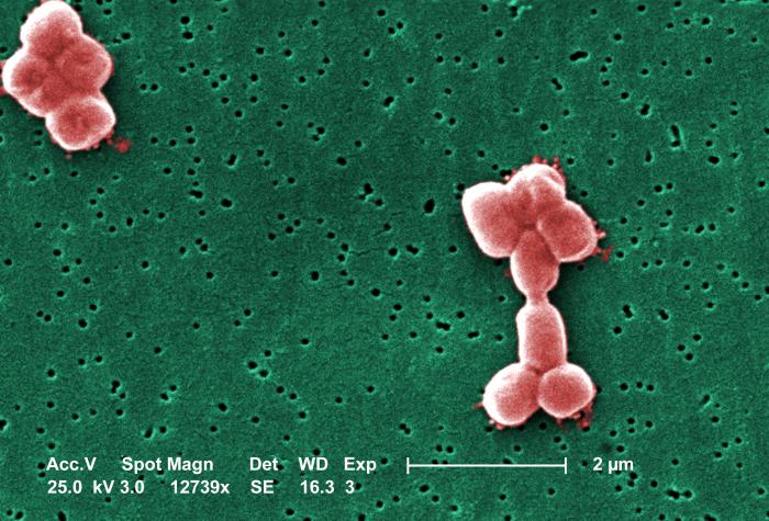 Супербактерия Acinetobacter baumannii