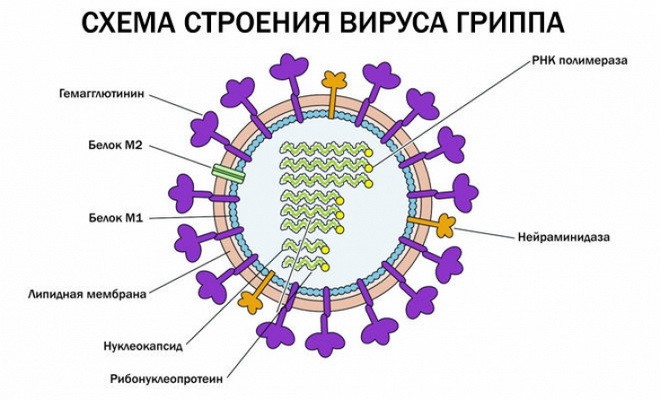 вирус-гриппа