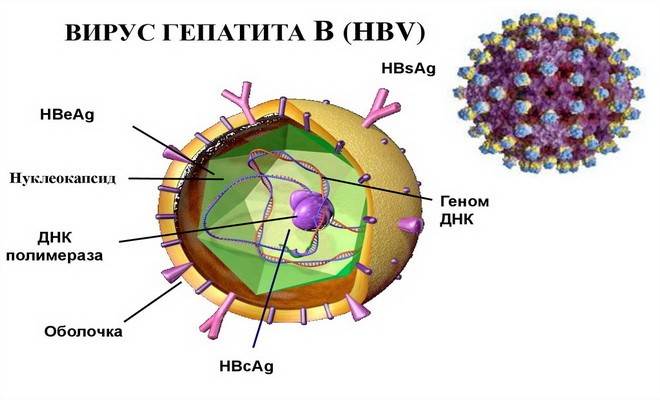 вирус-гепатита