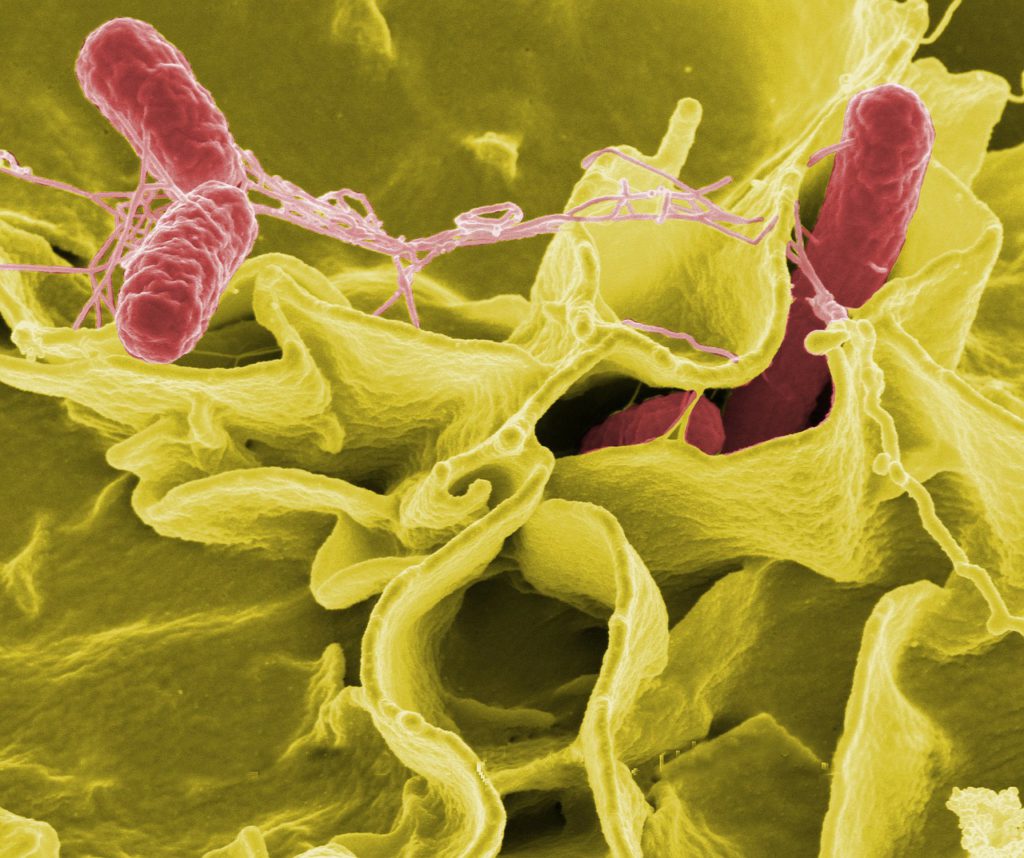 Супербактерии Enterobacteriaceae