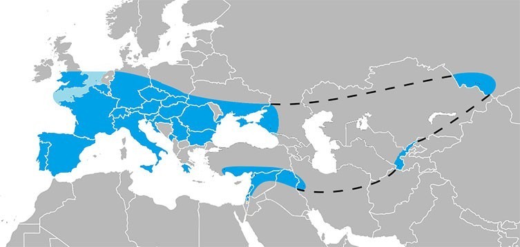 неандертальцы-в-евразии